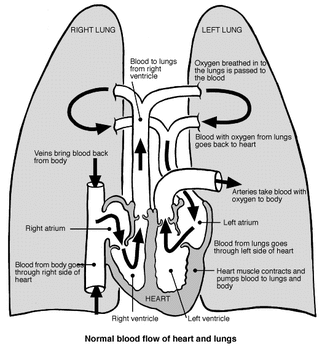 corazón y pulmones