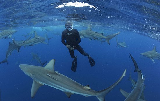 snorkel con tiburones