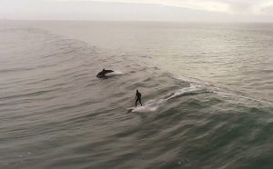 surf drone delfines